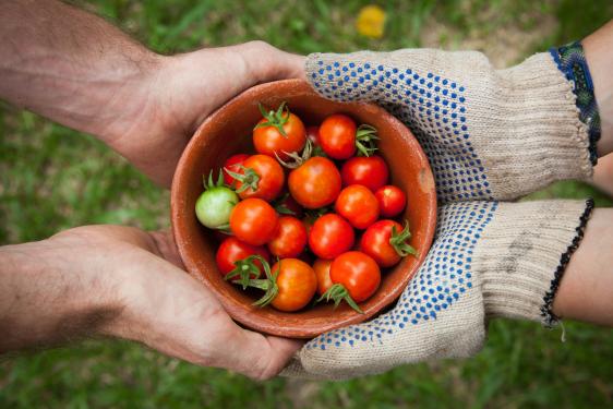 Two sets of hands holding a bowl of tomatoes