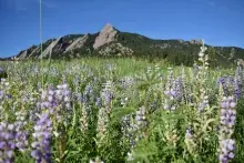 When Our Safety is at Risk, Our Health is at Risk: Reflecting on the Boulder Shooting
